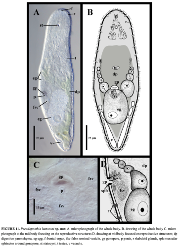 Pseudoposthia hanssoni 