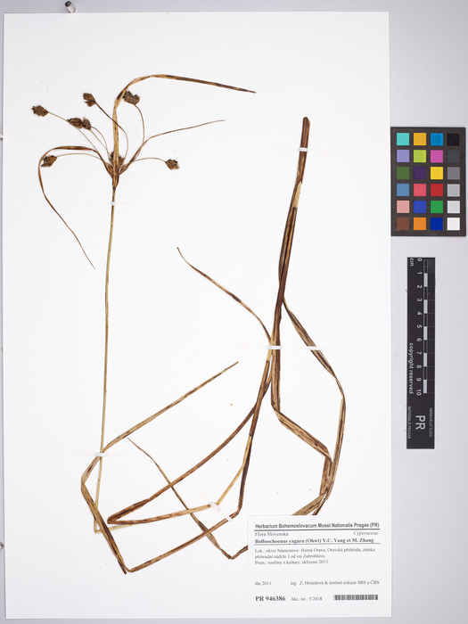 Bolboschoenus yagara, Slovakia, specimen PR 964386