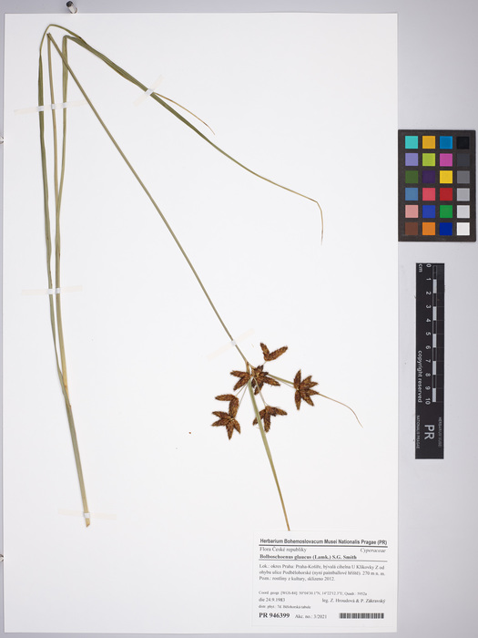 Bolboschoenus glaucus, Prague City, PR 946399