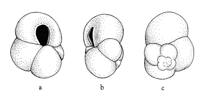 Globigerina sallentina Dallan, Giannelli &amp; Salvatorini, 1968