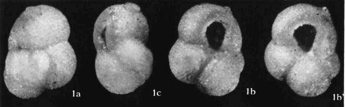 Globigerina sallentina Dallan, Giannelli &amp; Salvatorini, 1968
