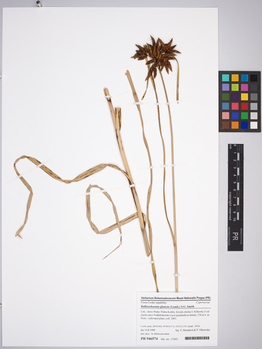 Bolboschoenus glaucus, Czech Republic, PR 946574