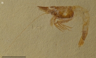Dugastella nitida, author: de Mazancourt, Valentin