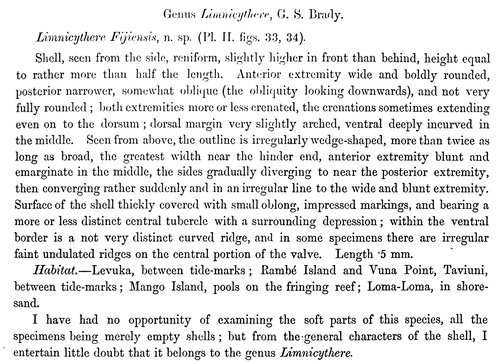 Description of Limnicythere fijiensis Brady, 1890