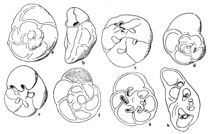 Reinholdella brandi Hofker, 1952