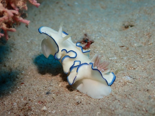Glossodoris kahlbrocki