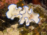 Glossodoris kahlbrocki, author: Brock, Marie