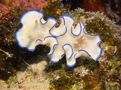 Glossodoris kahlbrocki