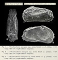 Occultocythereis maccagnoi Ciampo, 1972 from the original description