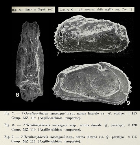 Occultocythereis maccagnoi Ciampo, 1972 from the original description