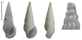 Zebinella gorii Faber & Landau, 2026 Holotype