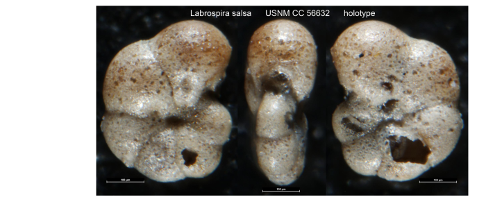 Saunders' figured hypotypes from the Ortoire River, on the eastern coast of Trinidad, commons in all inshore brackish-water areas of TriTrochamminita salsa (Cushman and Brönnimann, 1948) emend. Saunders, 1957 