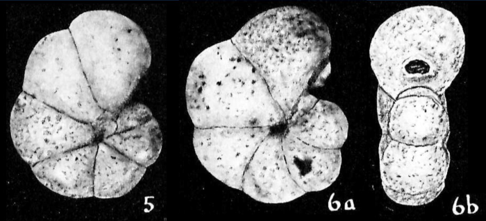 Labrospira salsa Cushman &amp; Brönniman, 1948