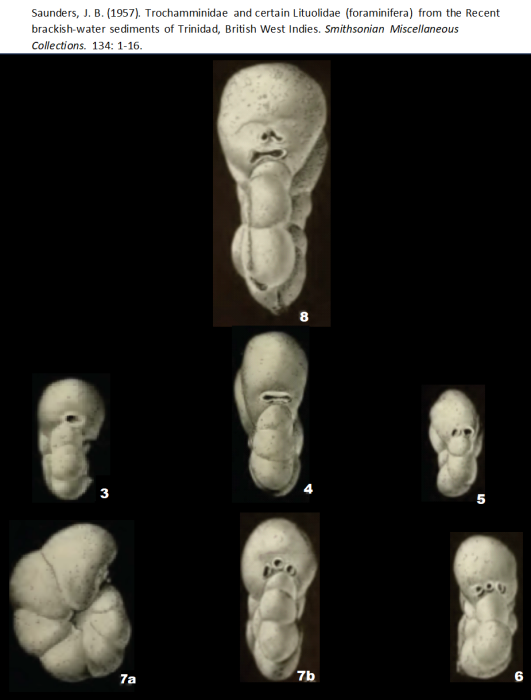 Trochamminita salsa (Cushman &amp; Brönnimann, 1948) emed. Saunders, 1957