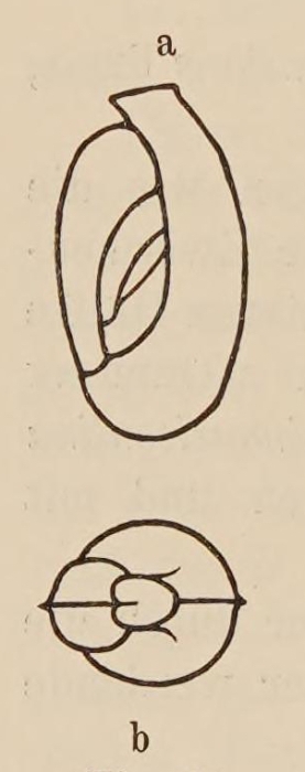 Miliolina milletti var. carinata Wiesner, 1912