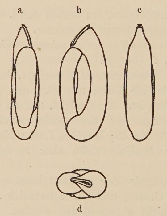 Miliolina compressa Wiesner, 1912
