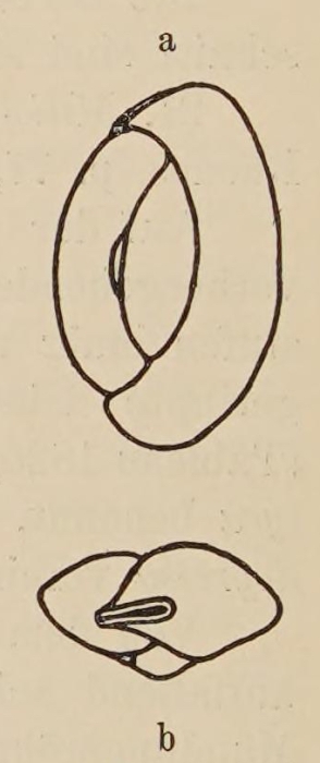 Miliolina seminulum var. angusteoralis Wiesner, 1912