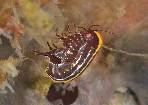 Iphimedia declivis