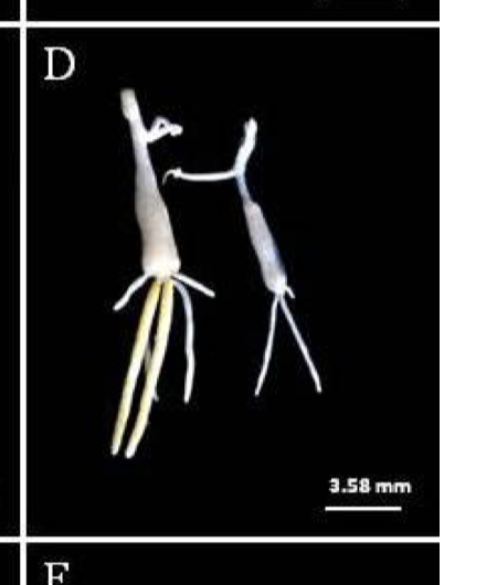Eobrachiella elegans