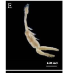 Chondracanthus colligens