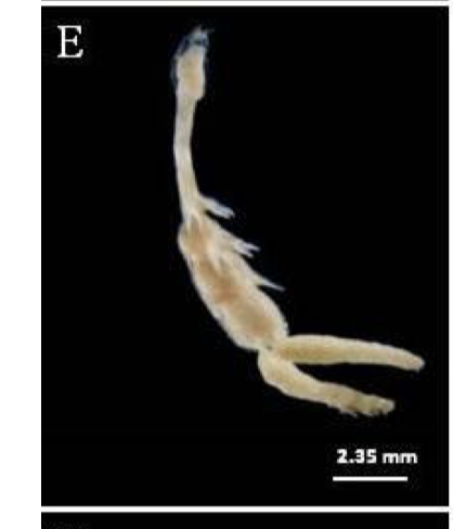Chondracanthus colligens