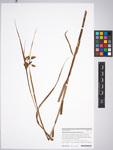 Bolboschoenus laticarpus, Slovakia, PR 947152