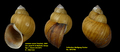 Lanistes ovum Troschel, 1845
