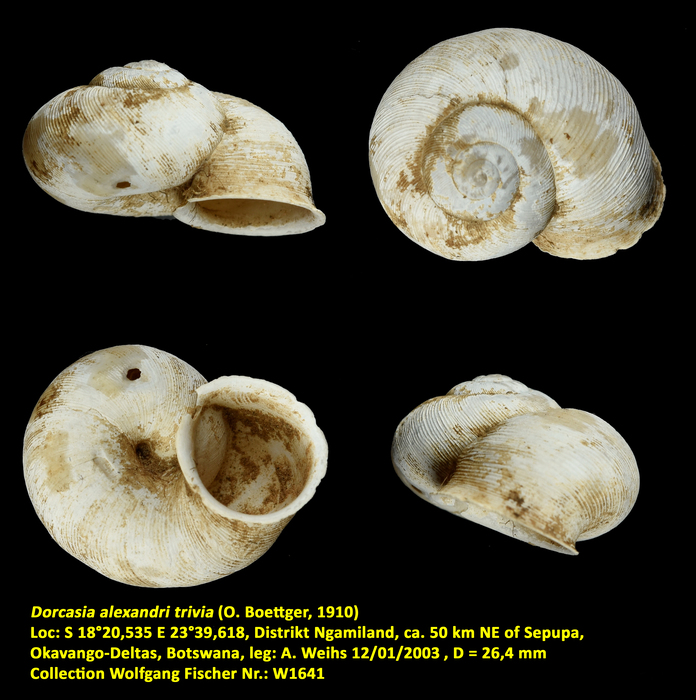 Dorcasia alexandri trivia (O. Boettger, 1910)