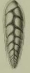Vulvulina alata Seguenza, 1862, holotype