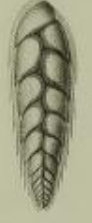 Vulvulina alata Seguenza, 1862, holotype