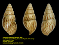 Leptocalina zebriolata (Morelet, 1866)
