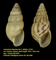 Limicolaria flammea (O. F. Müller, 1774)
