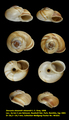 Dorcasia alexandri alexandri J. E. Gray, 1838