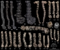 Ammobaculites oieensis Matting & Reich, 2026