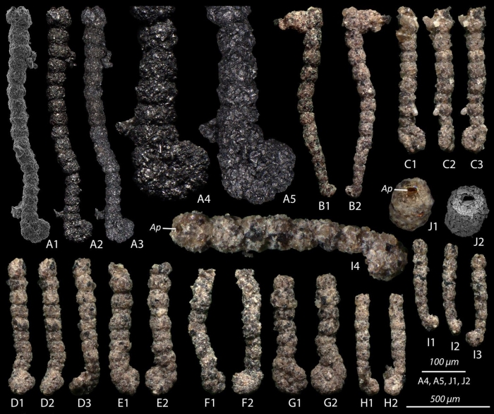 Ammobaculites oieensis Matting &amp; Reich, 2026