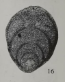 Frondicularia ovalis Xu, 2006