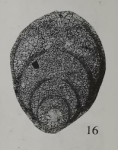 Frondicularia ovalis Xu, 2006