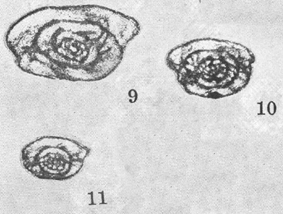 Schubertella lata Lee &amp; Chen, 1930