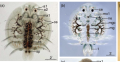 Argulus japonicus