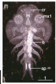 Chonopeltis australis