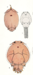 Caligus centrodonti 