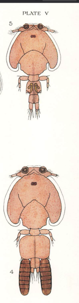 Caligus labracis