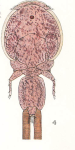 Lepeophtheirus hippoglossi