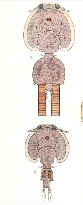 Pseudocaligus brevipedis
