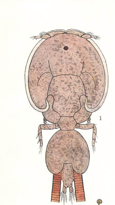 Lepeophtheirus nordmanii