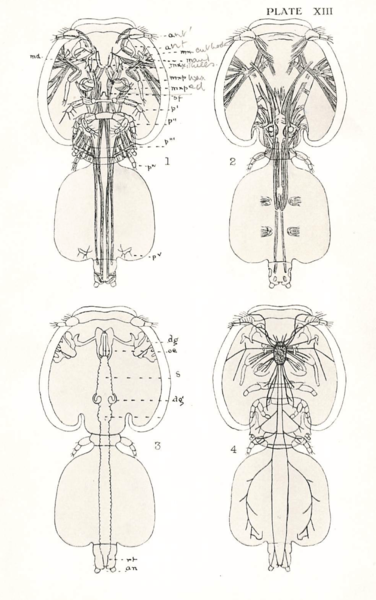 Lepeophtheirus pectoralis