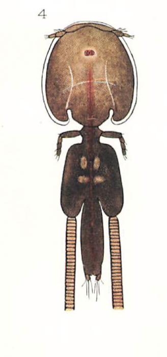 Lepeophtheirus salmonis 