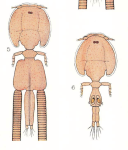 Lepeophtheirus pollachius
