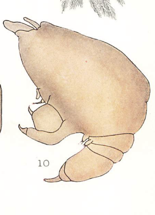 Chondracanthus merluccii 