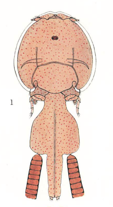 Lepeophtheirus sturionis